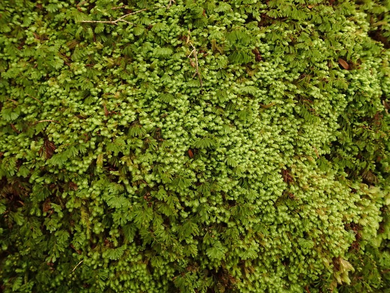 Hymenophyllum cupressiforme photo 2