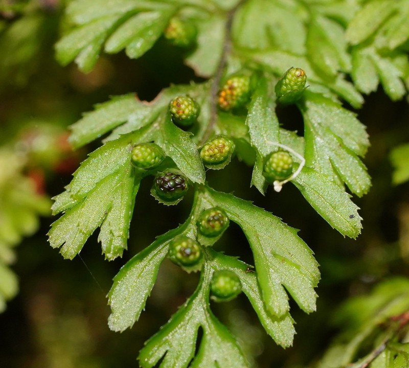 Hymenophyllum cupressiforme photo 3