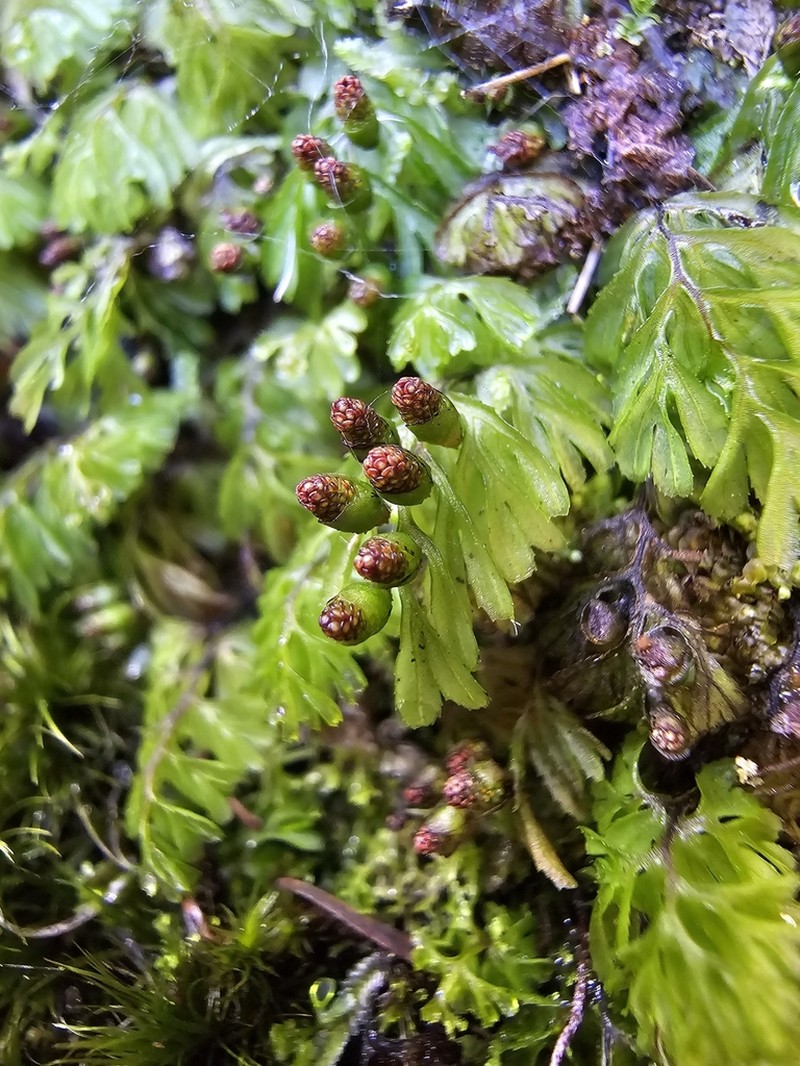 Hymenophyllum cupressiforme photo 4