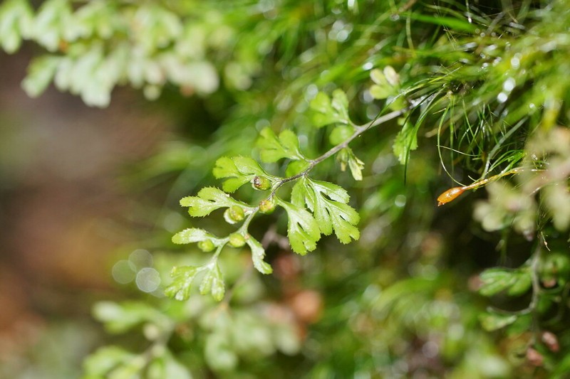 Hymenophyllum cupressiforme photo 5