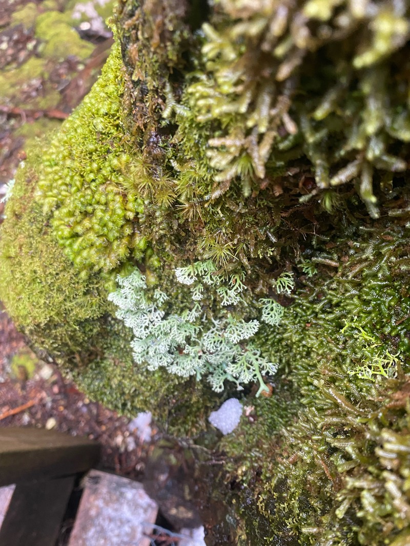 Hymenophyllum cupressiforme photo 6