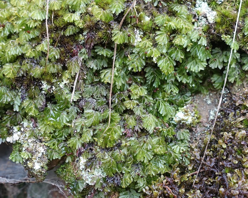 Hymenophyllum cupressiforme photo 7