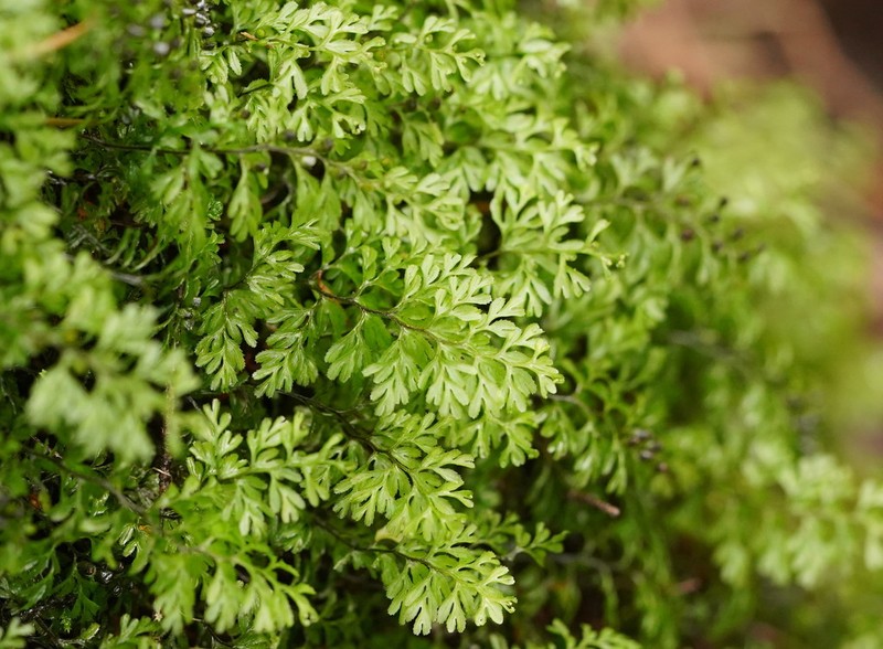 Hymenophyllum cupressiforme photo 8