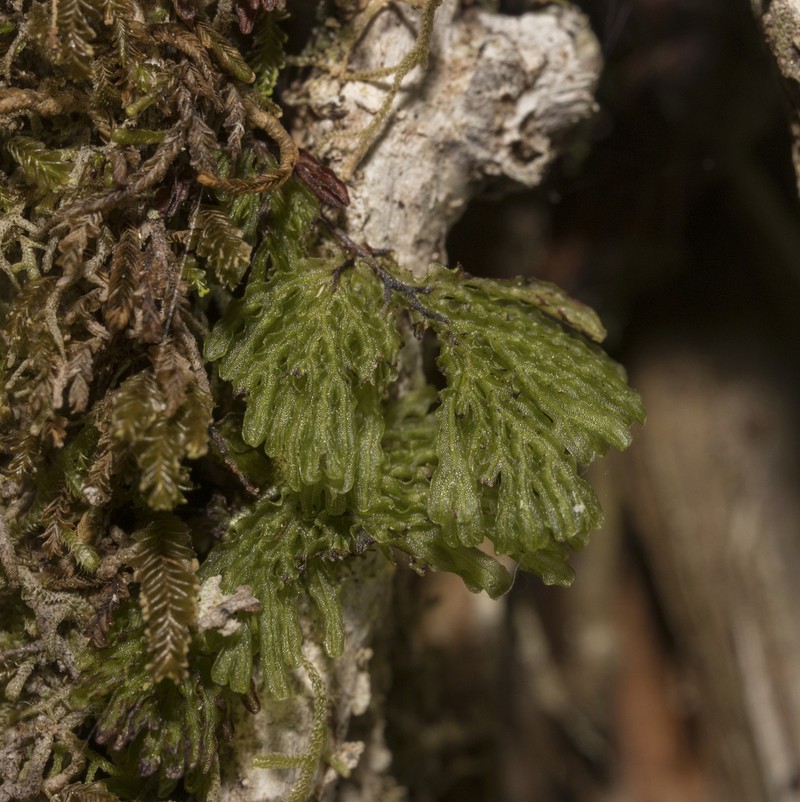 Hymenophyllum darwinii