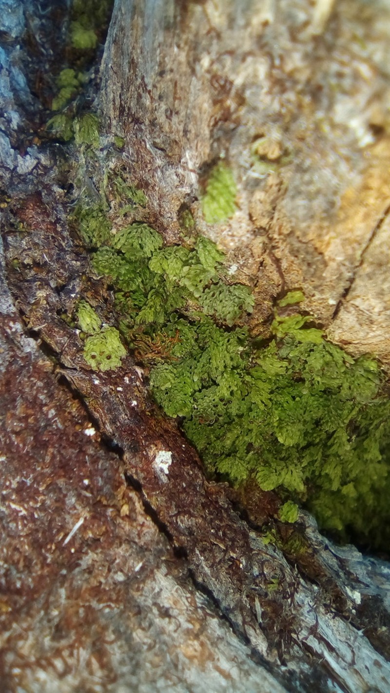 Hymenophyllum darwinii photo 2