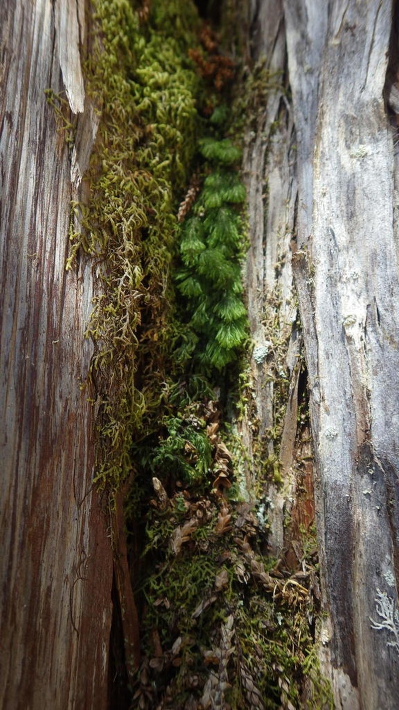 Hymenophyllum darwinii photo 3