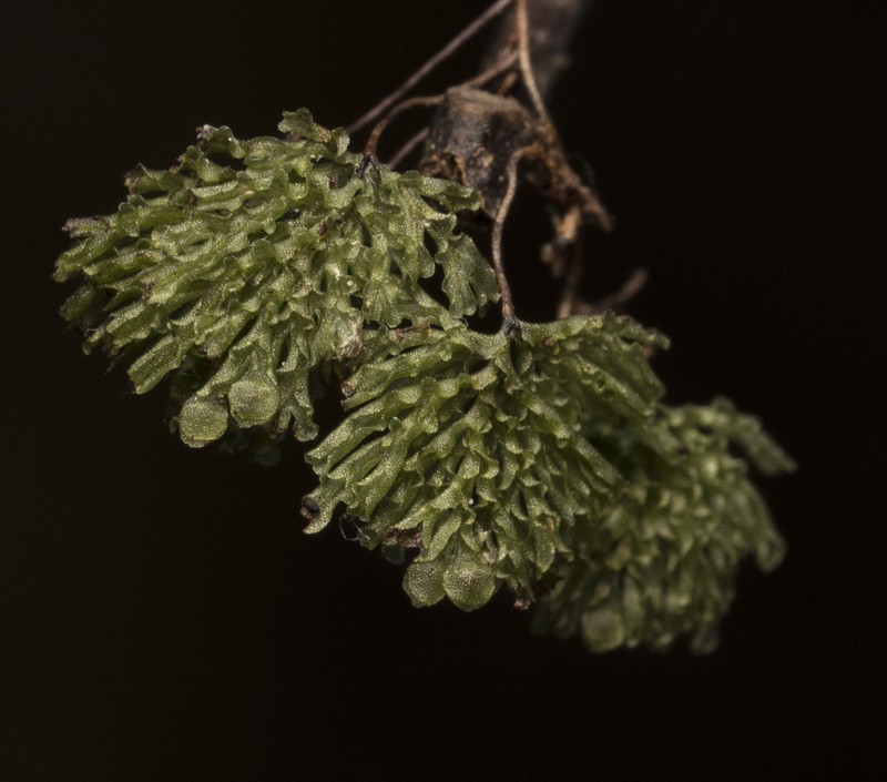 Hymenophyllum darwinii photo 4
