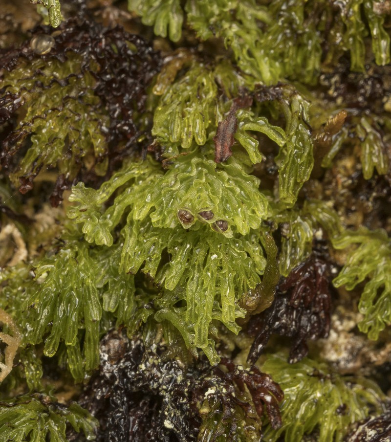 Hymenophyllum darwinii photo 5