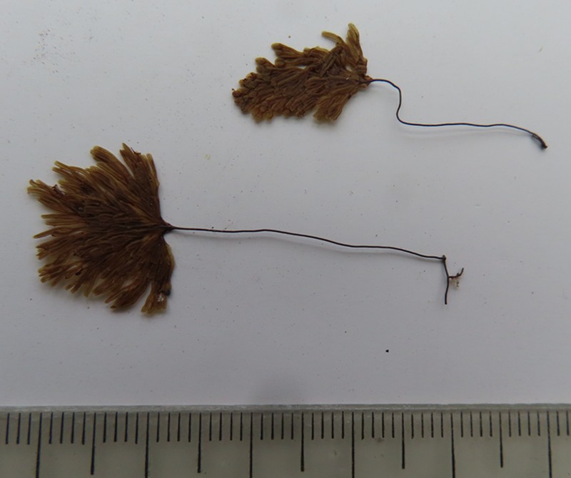 Hymenophyllum darwinii photo 6