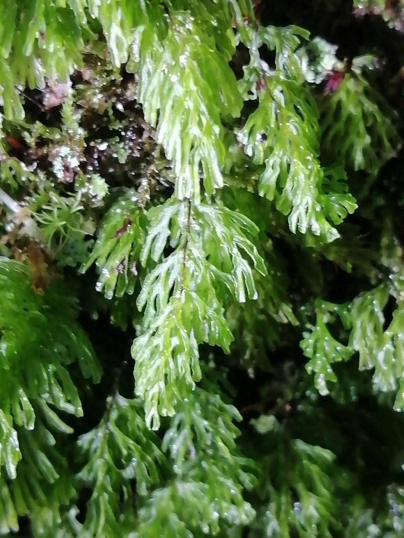 Hymenophyllum darwinii photo 7