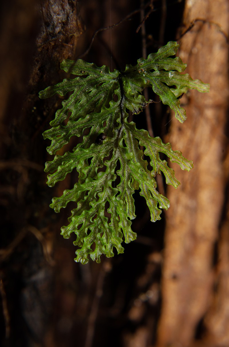 Hymenophyllum darwinii photo 8
