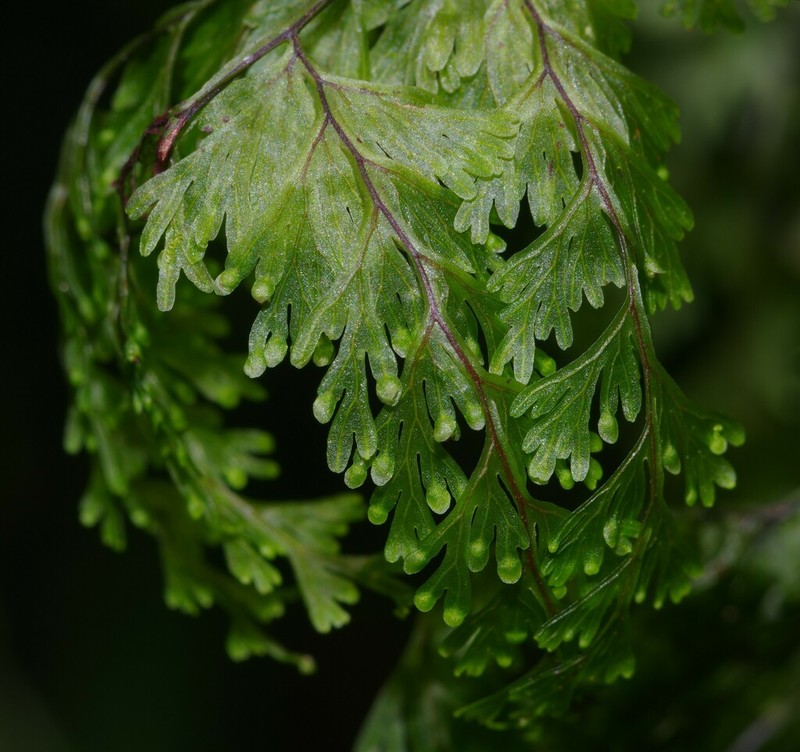Sierra De Luquillo Filmy Fern photo 2