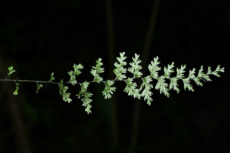 Sierra De Luquillo Filmy Fern photo 3