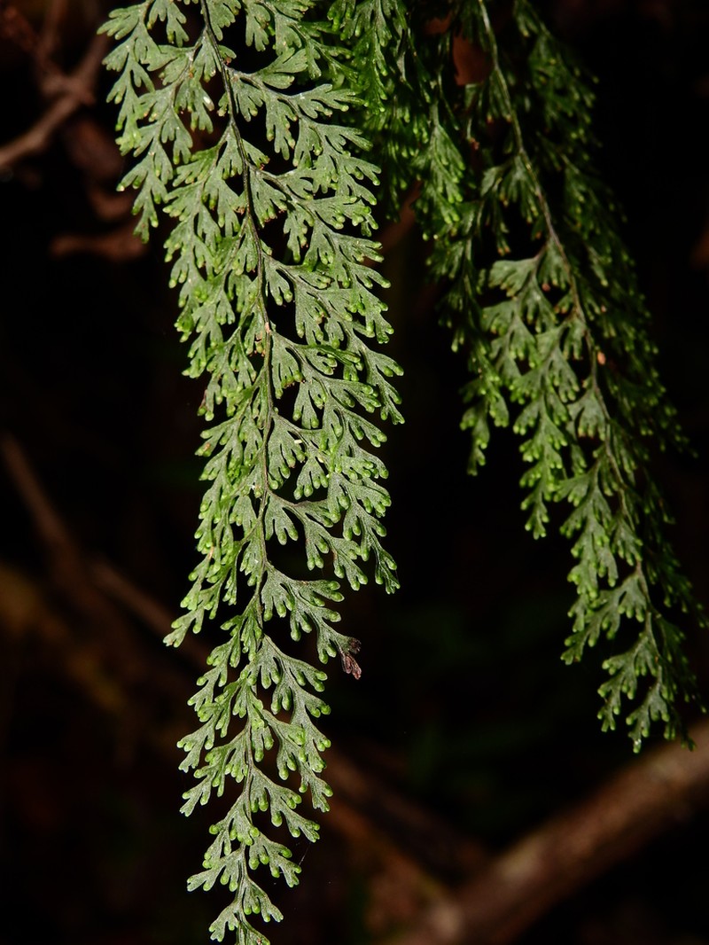 Sierra De Luquillo Filmy Fern photo 5
