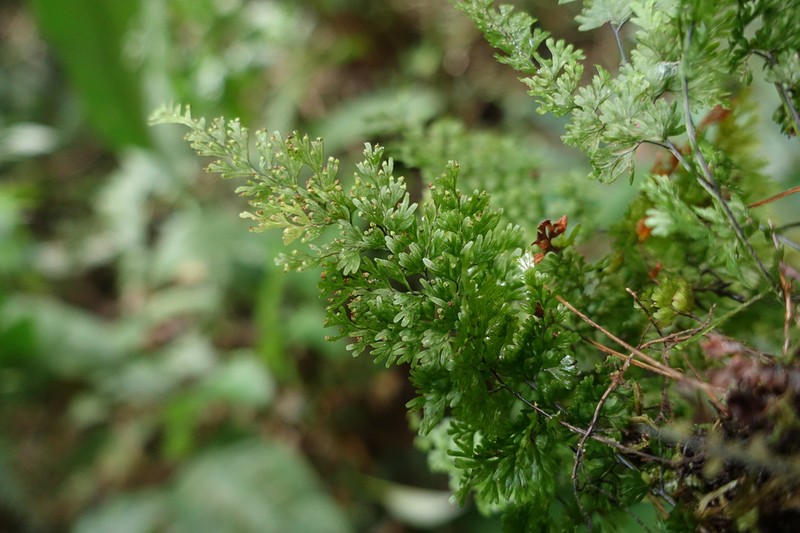 Sierra De Luquillo Filmy Fern photo 6