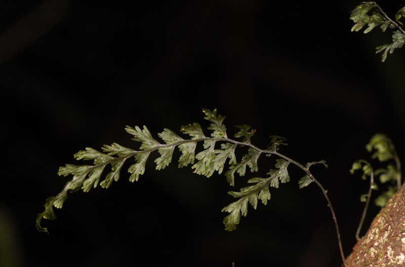 Sierra De Luquillo Filmy Fern photo 8