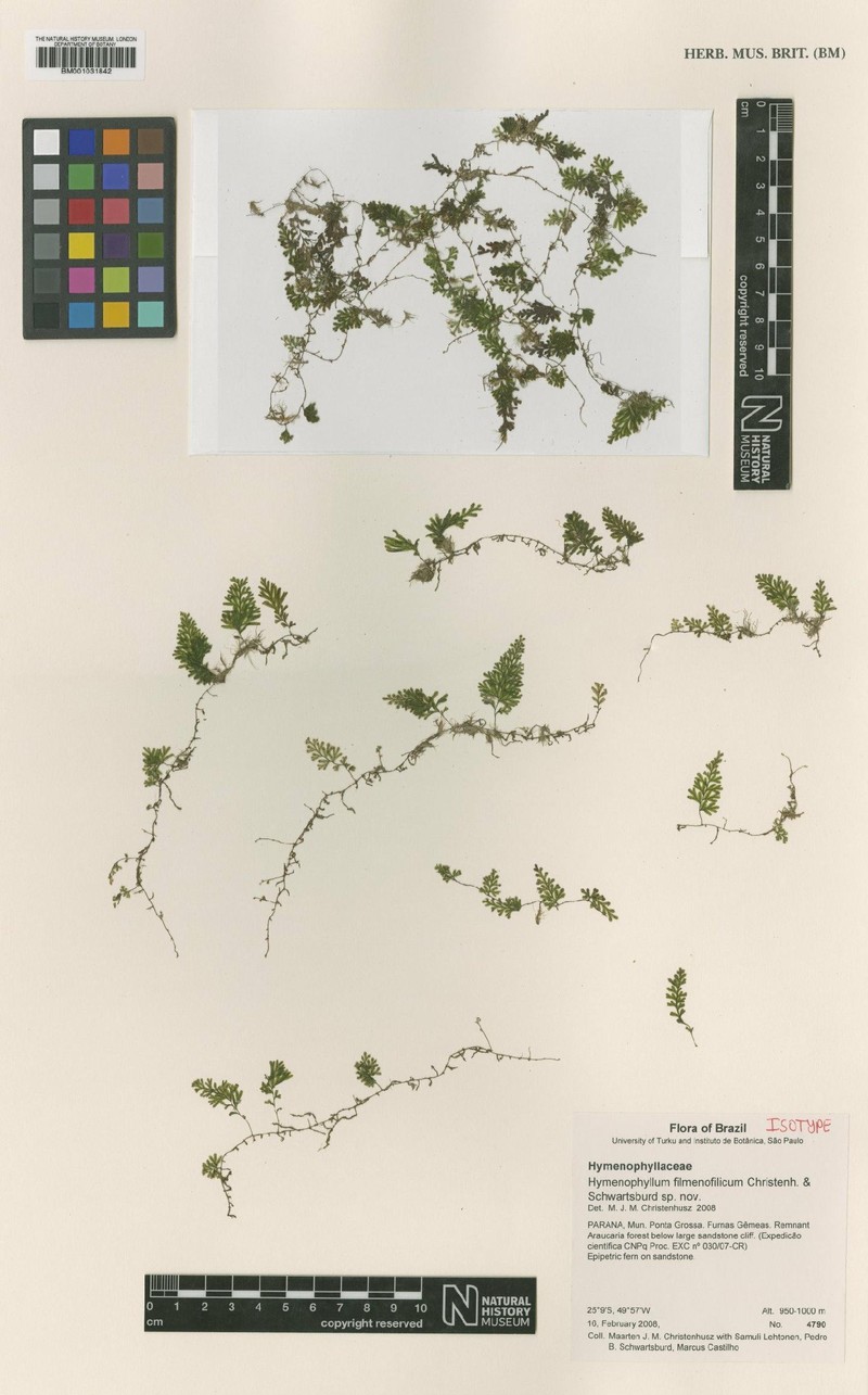 Hymenophyllum delicatulum
