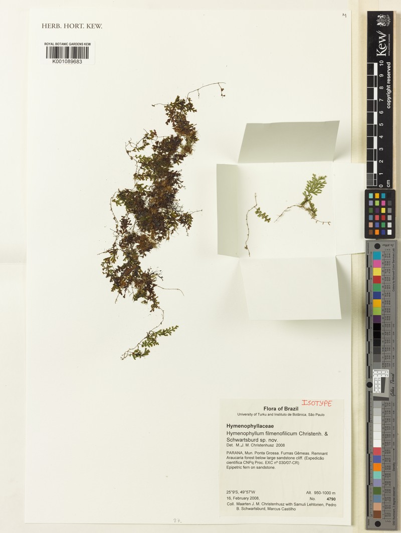 Hymenophyllum delicatulum photo 2