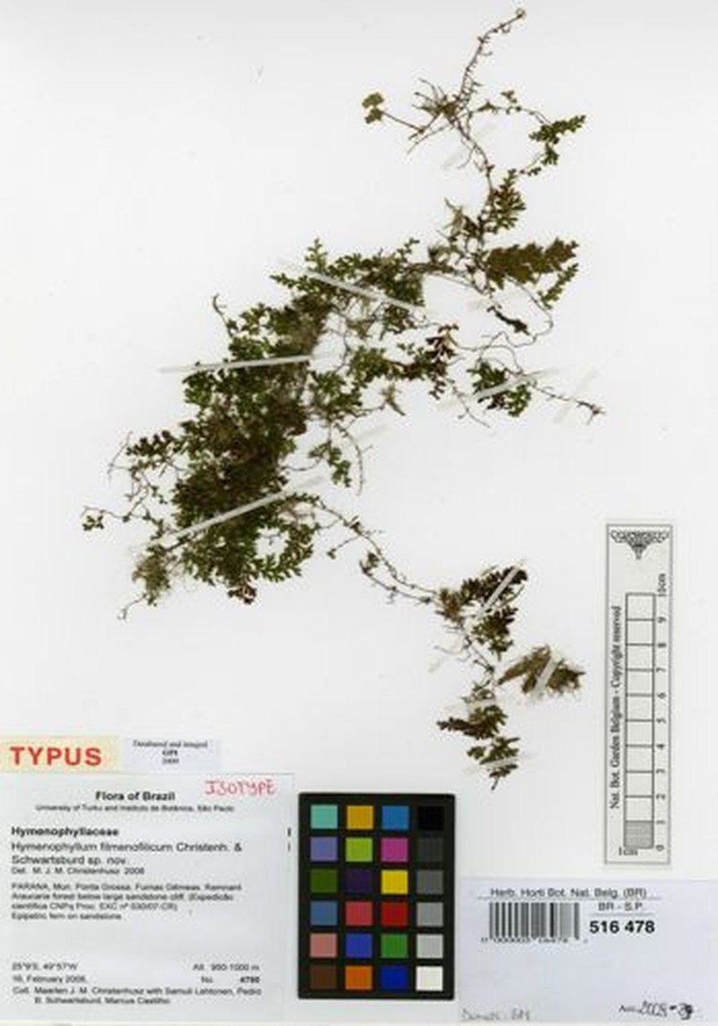 Hymenophyllum delicatulum photo 3