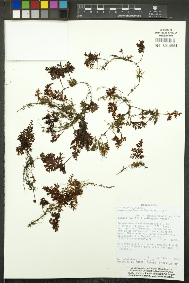 Hymenophyllum deltoideum
