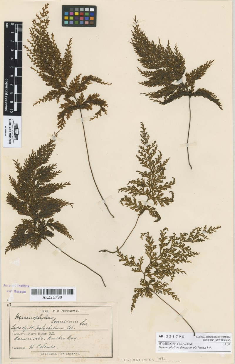 Hymenophyllum demissum