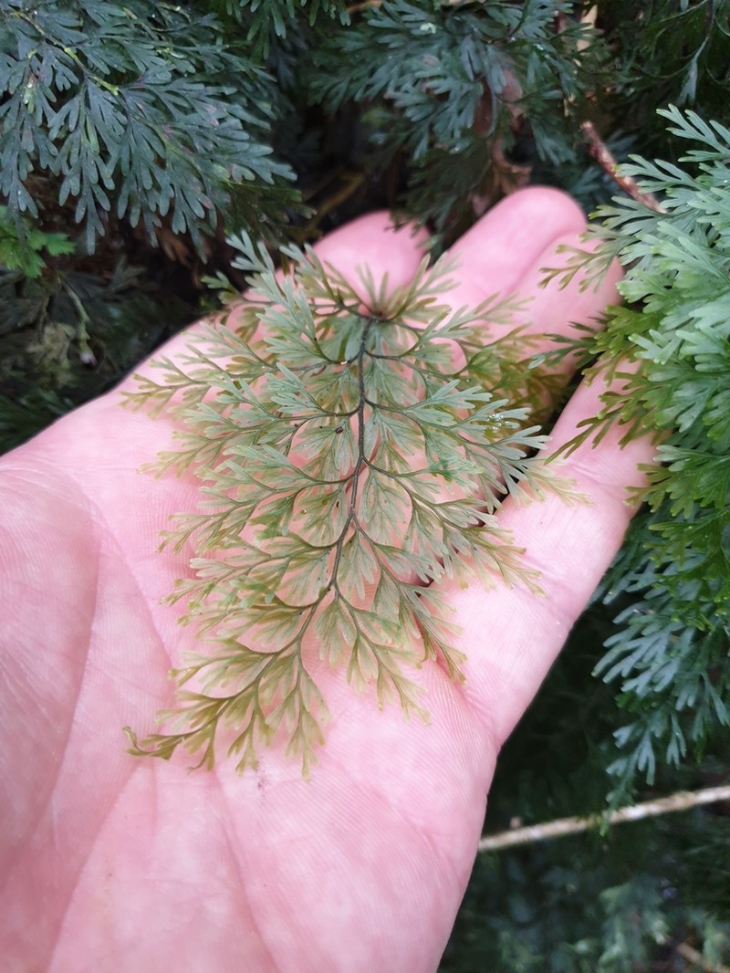 Hymenophyllum demissum photo 2