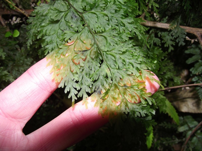 Hymenophyllum demissum photo 3