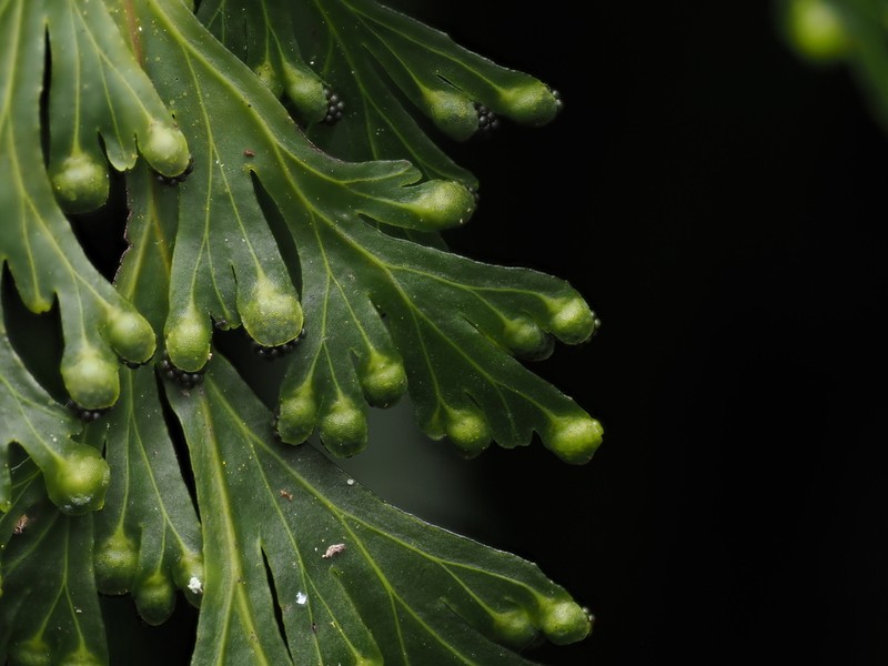 Hymenophyllum demissum photo 4