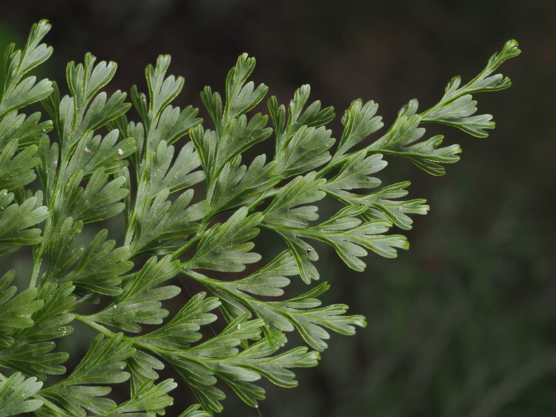Hymenophyllum demissum photo 5
