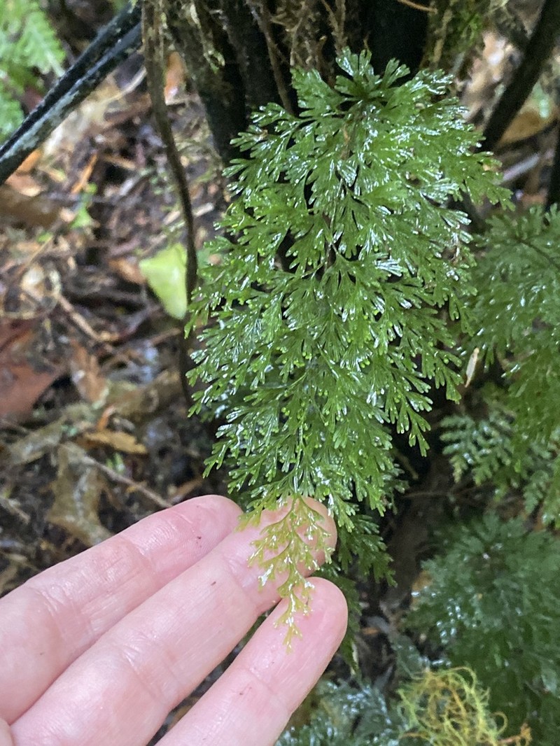 Hymenophyllum demissum photo 6