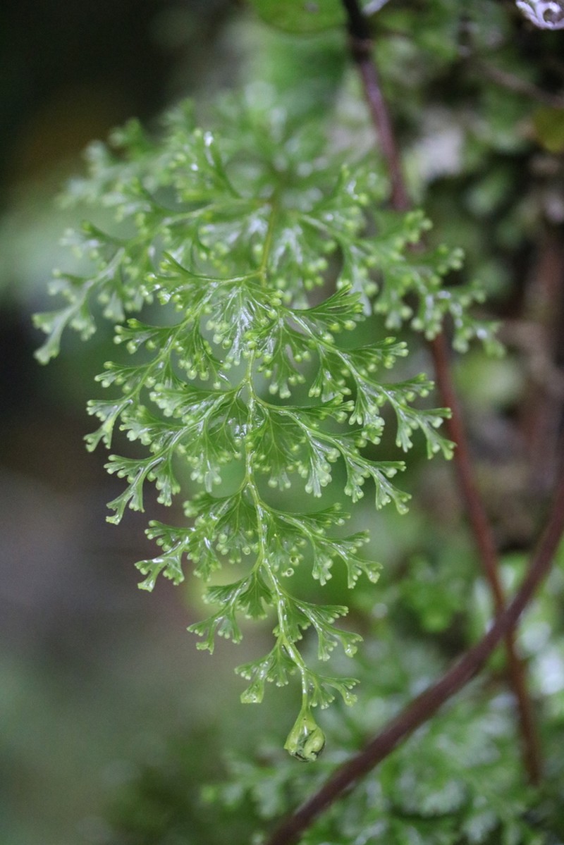 Hymenophyllum demissum photo 7