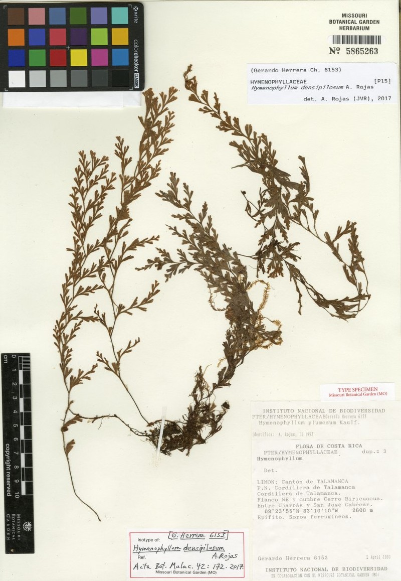 Hymenophyllum densipilosum