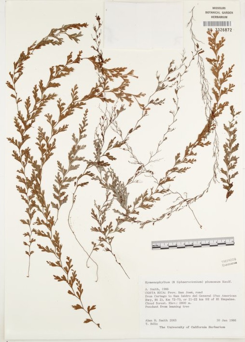 Hymenophyllum densipilosum photo 2
