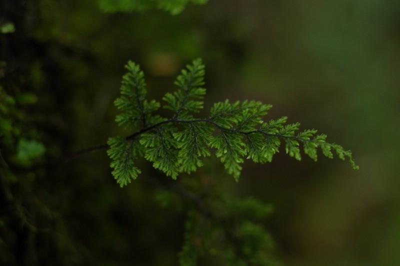 Hymenophyllum dentatum