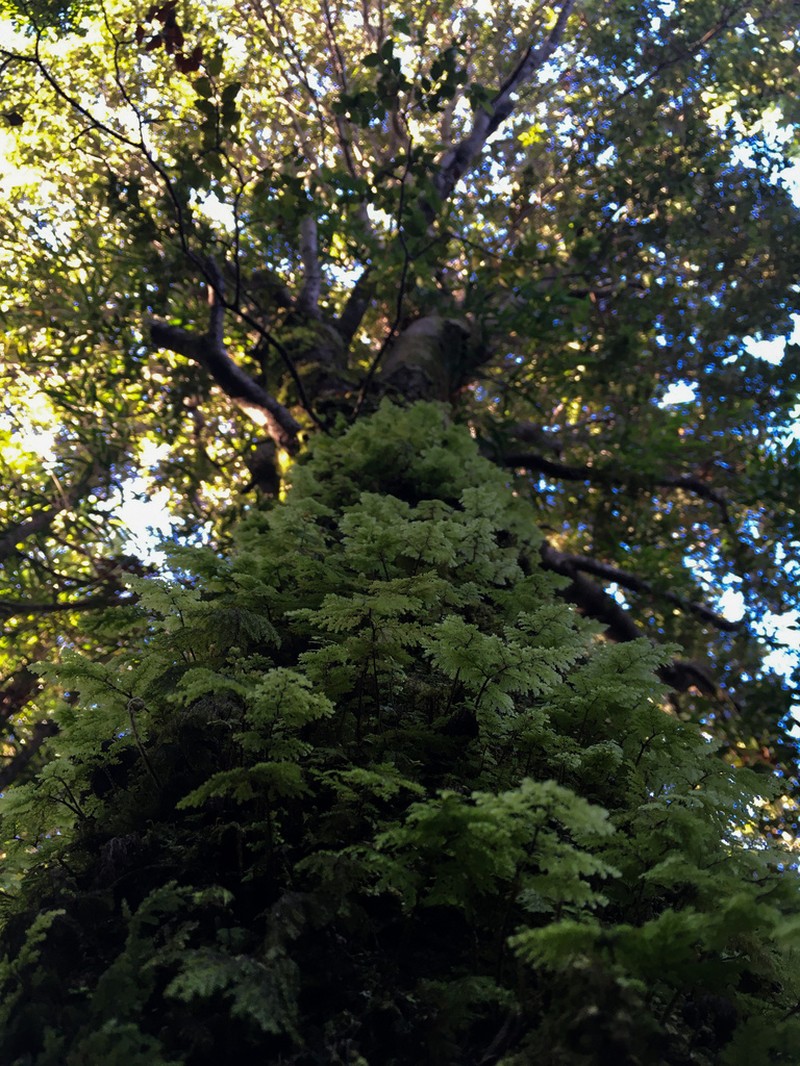 Hymenophyllum dentatum photo 2