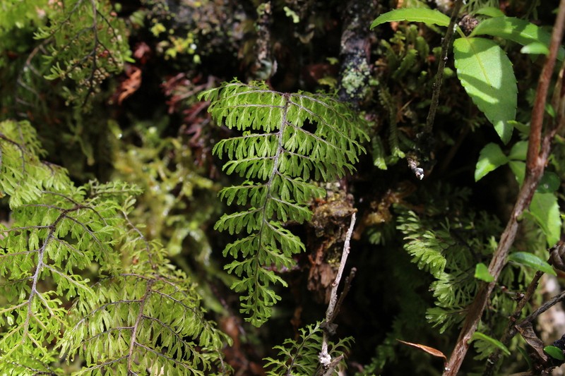 Hymenophyllum dentatum photo 3