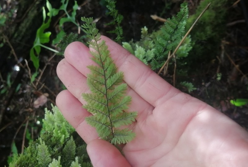 Hymenophyllum dentatum photo 4