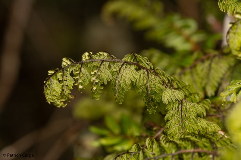 Hymenophyllum dentatum photo 5