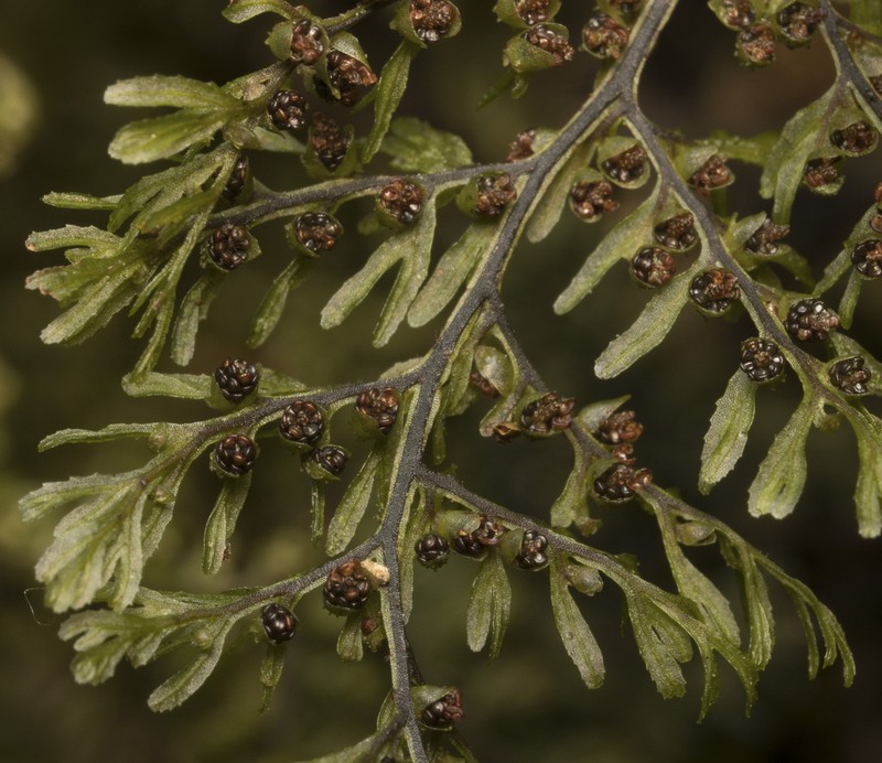 Hymenophyllum dentatum photo 6