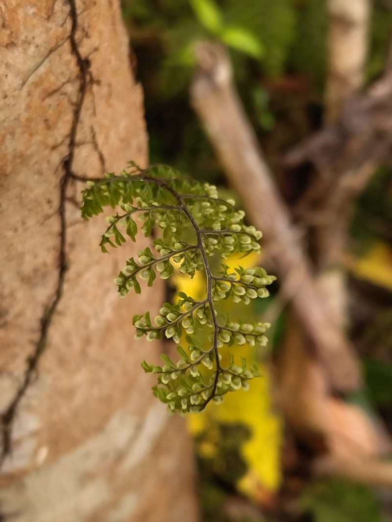 Hymenophyllum dentatum photo 7