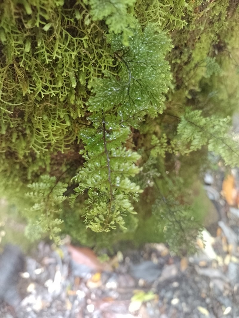 Hymenophyllum dentatum photo 8