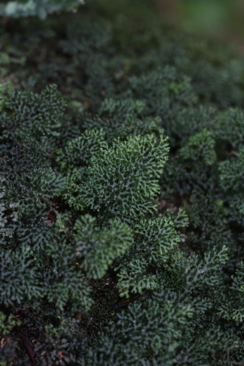Hymenophyllum denticulatum