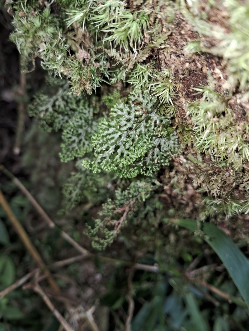 Hymenophyllum denticulatum photo 2