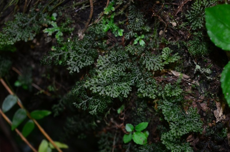 Hymenophyllum denticulatum photo 3