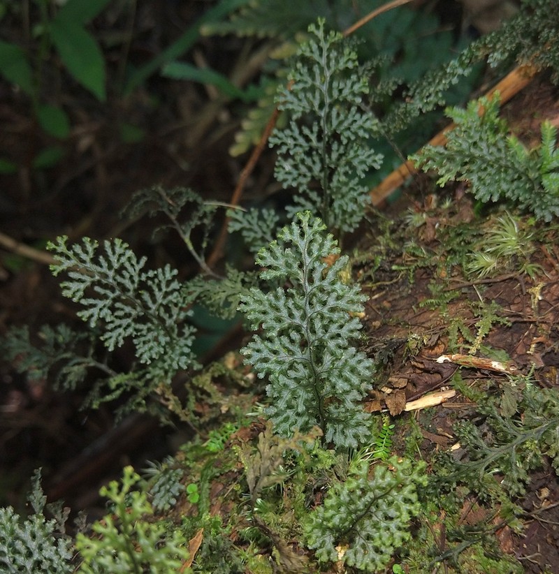 Hymenophyllum denticulatum photo 4