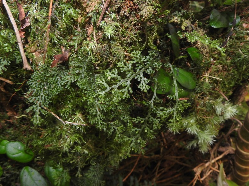 Hymenophyllum denticulatum photo 5