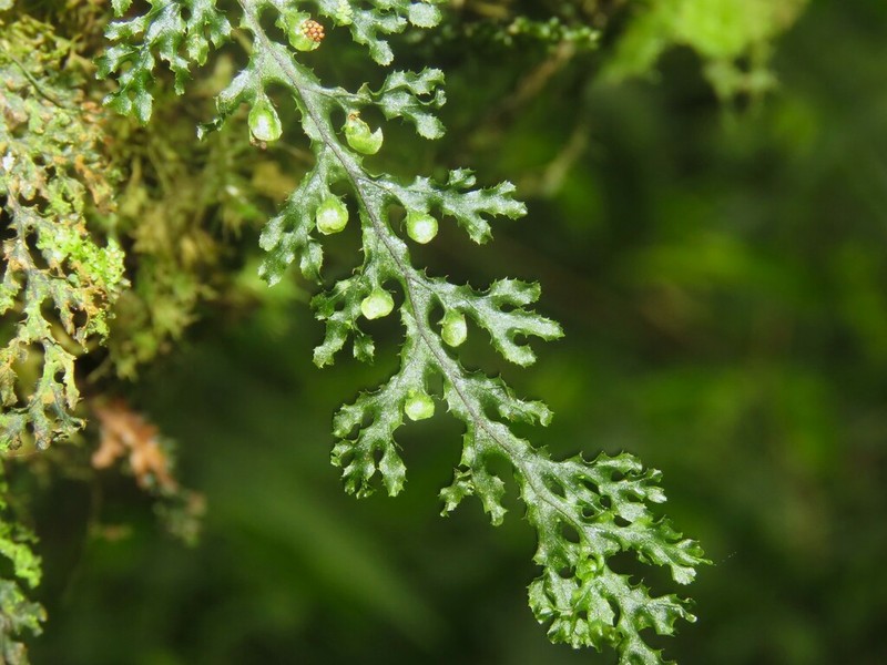 Hymenophyllum denticulatum photo 6