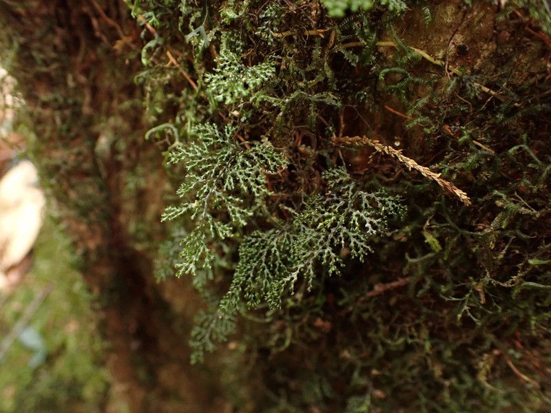 Hymenophyllum denticulatum photo 7