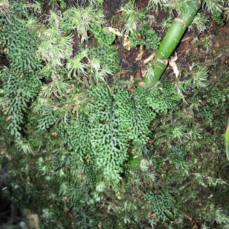 Hymenophyllum denticulatum photo 8