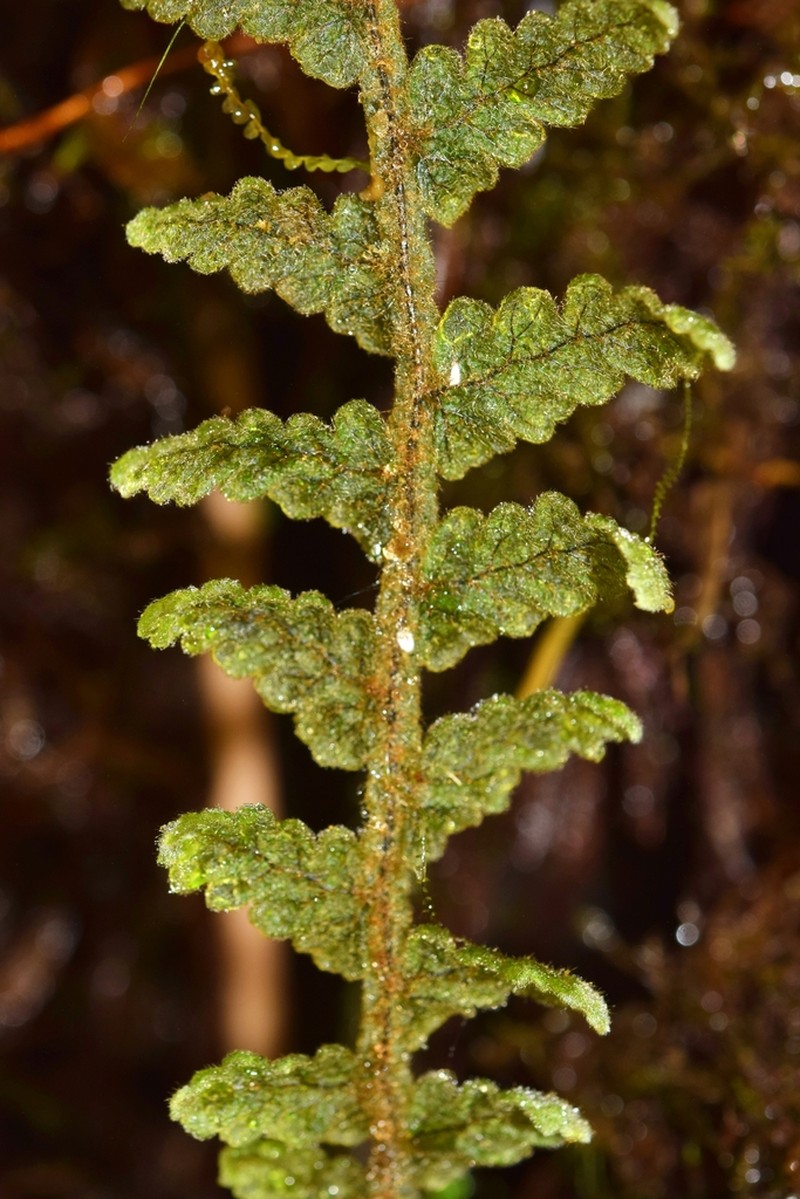 Hymenophyllum dependens